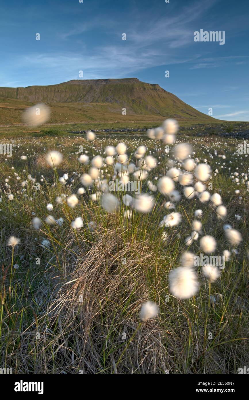 Cottongrass cresce sulla riserva naturale di Southerscales con Ingleborough in lontananza. Foto Stock