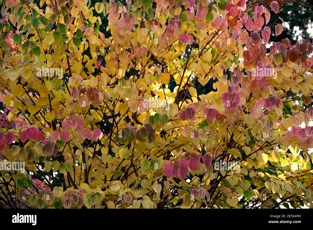 Cercidiphyllum japonicum Heronswood Globe, katsura Heronswood Globe, foglie di giallo dorato, arancio giallo dorato fogliame,autunno,autunnale,autunno,colori,colo Foto Stock