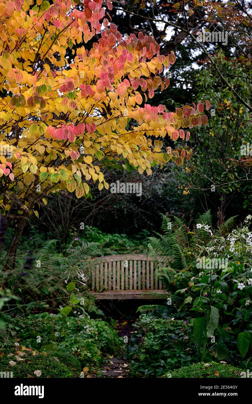 Cercidiphyllum japonicum Heronswood Globe, katsura Heronswood Globe, foglie di giallo dorato, arancio giallo dorato fogliame,autunno,autunnale,autunno,colori,colo Foto Stock