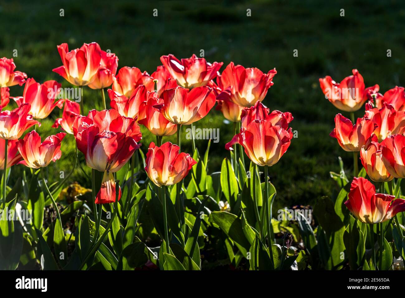 Tulipani rossi Tulipa in un letto di fiori retroilluminati dal sole. Foto Stock