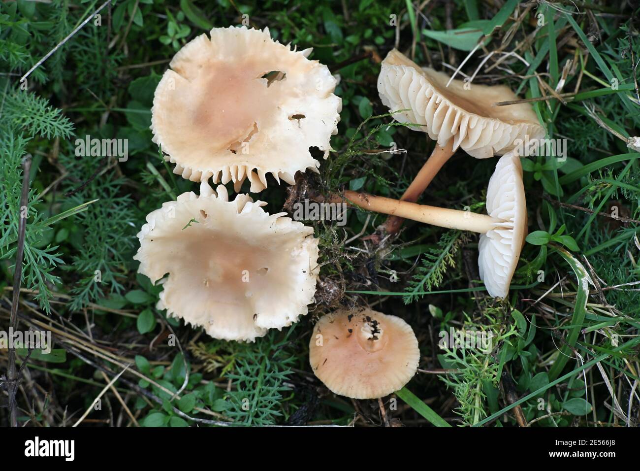 Marasmius oreades, conosciuto come fata anello fungo o fata anello champignon, funghi commestibili selvatici dalla Finlandia Foto Stock