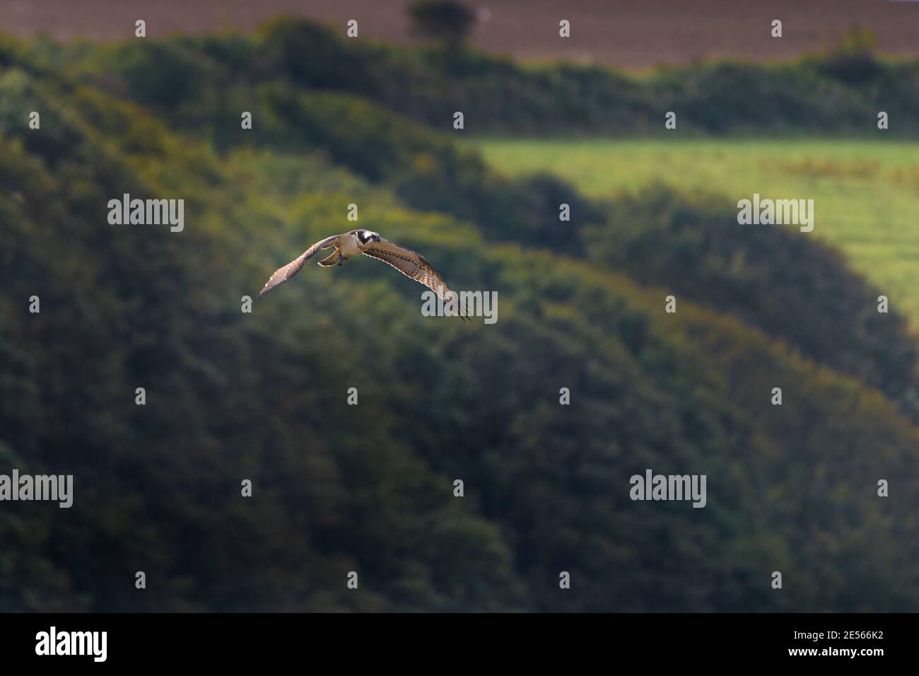 Un Osprey occidentale Pandion haliaetus che sorvola il fiume Gannel a Newquay in Cornovaglia. Foto Stock