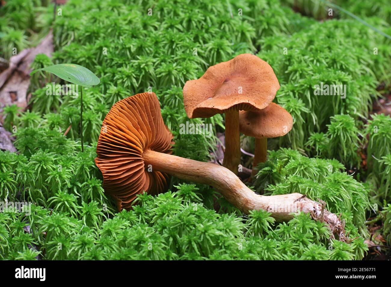 Cortinarius rubellus, conosciuto come il cappuccio mortale della tela, fungo velenoso selvaggio dalla Finlandia Foto Stock