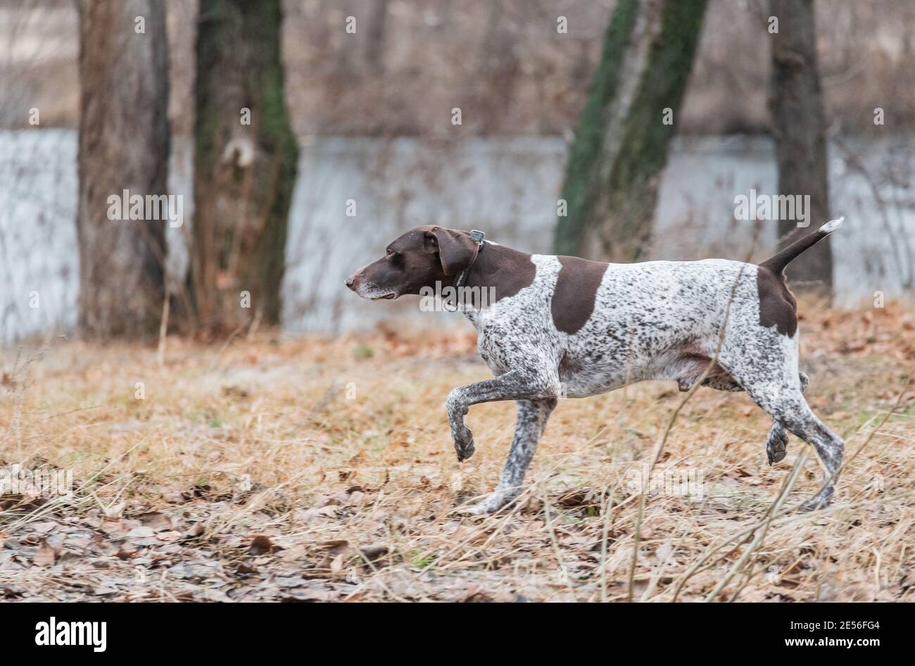 Tedesco Kurzhaar, grande cane da caccia e fedele amico. Kurzhaar. Cane da caccia corre in natura Foto Stock