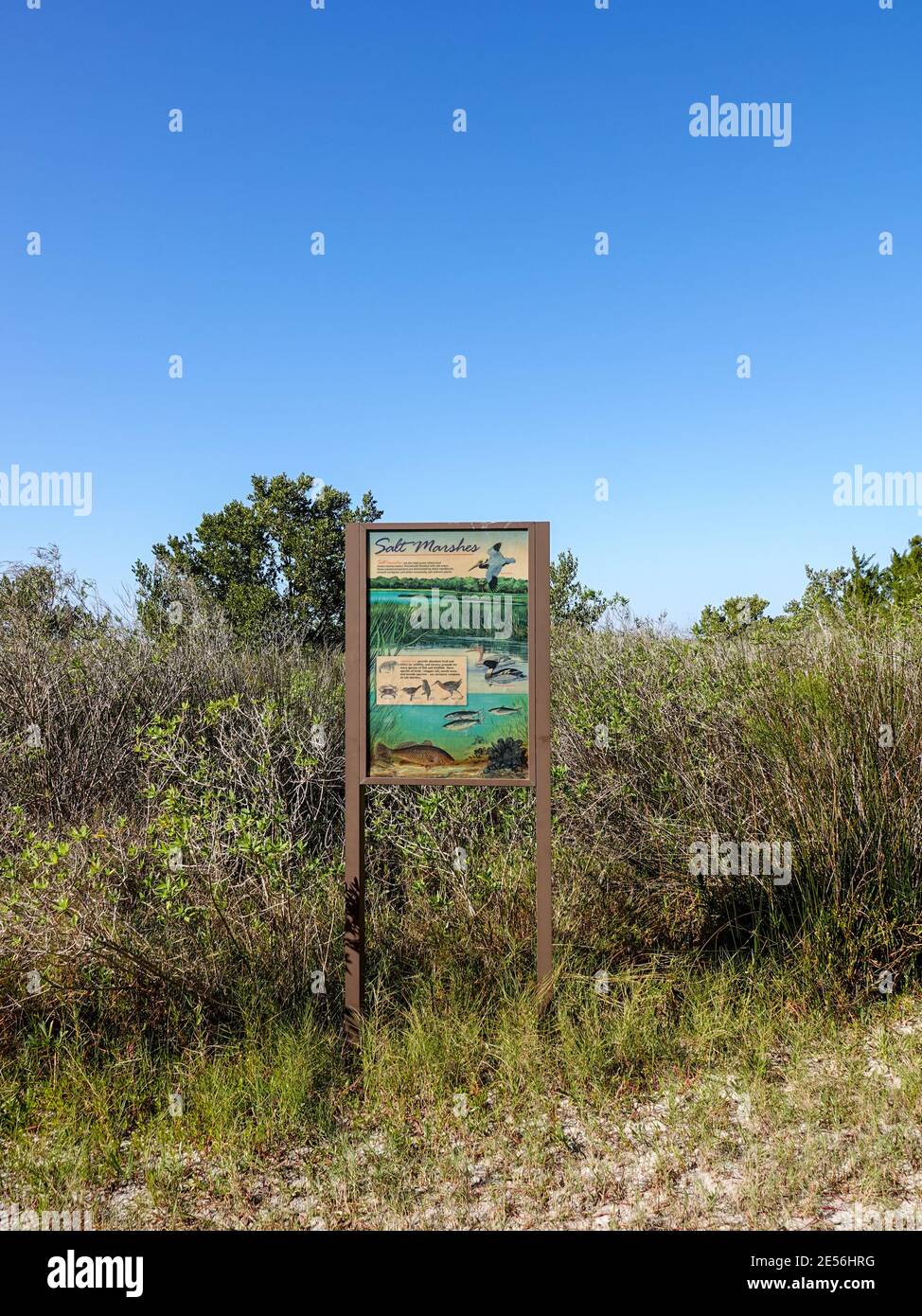 Segno informativo che descrive diversi animali che vivono nelle paludi saline di Cedar Key, Florida, USA. Foto Stock