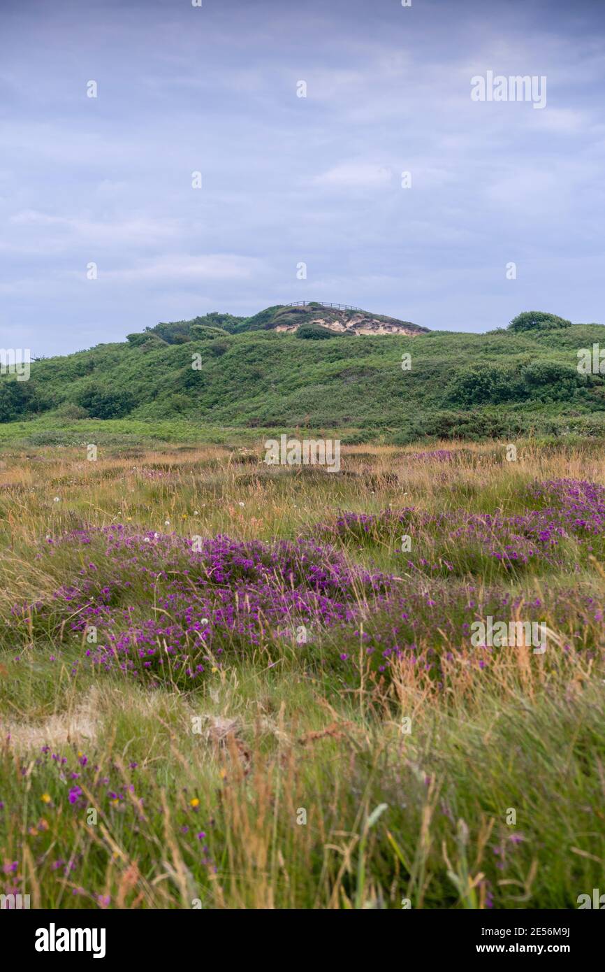 Vista di Warren Hill sopra Hengistbury Head headland riserva naturale gola e erica durante l'estate a Dorset, Inghilterra, Regno Unito Foto Stock