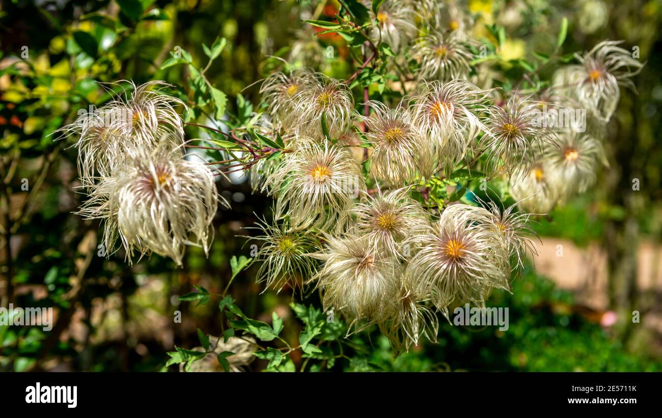 Le teste di semi di ragni di arrampicata Clematis Orientals iniziano a comparire in autunno, in un giardino australiano Foto Stock