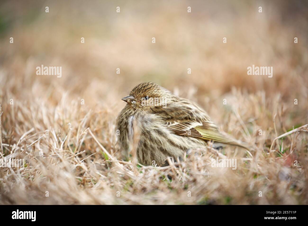 Un po' malizioso Goldfinch americano, Spinus tristis, riposa pacificamente nell'erba secca in una giornata di sole. Profondità di campo estremamente bassa Foto Stock