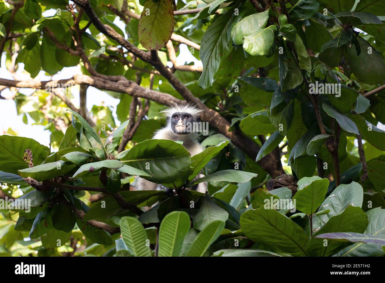 Zanzibar rosso colobus scimmia seduta sull'albero e riposante, visibile faccia scura. Isola di Zanzibar, Tanzania Foto Stock