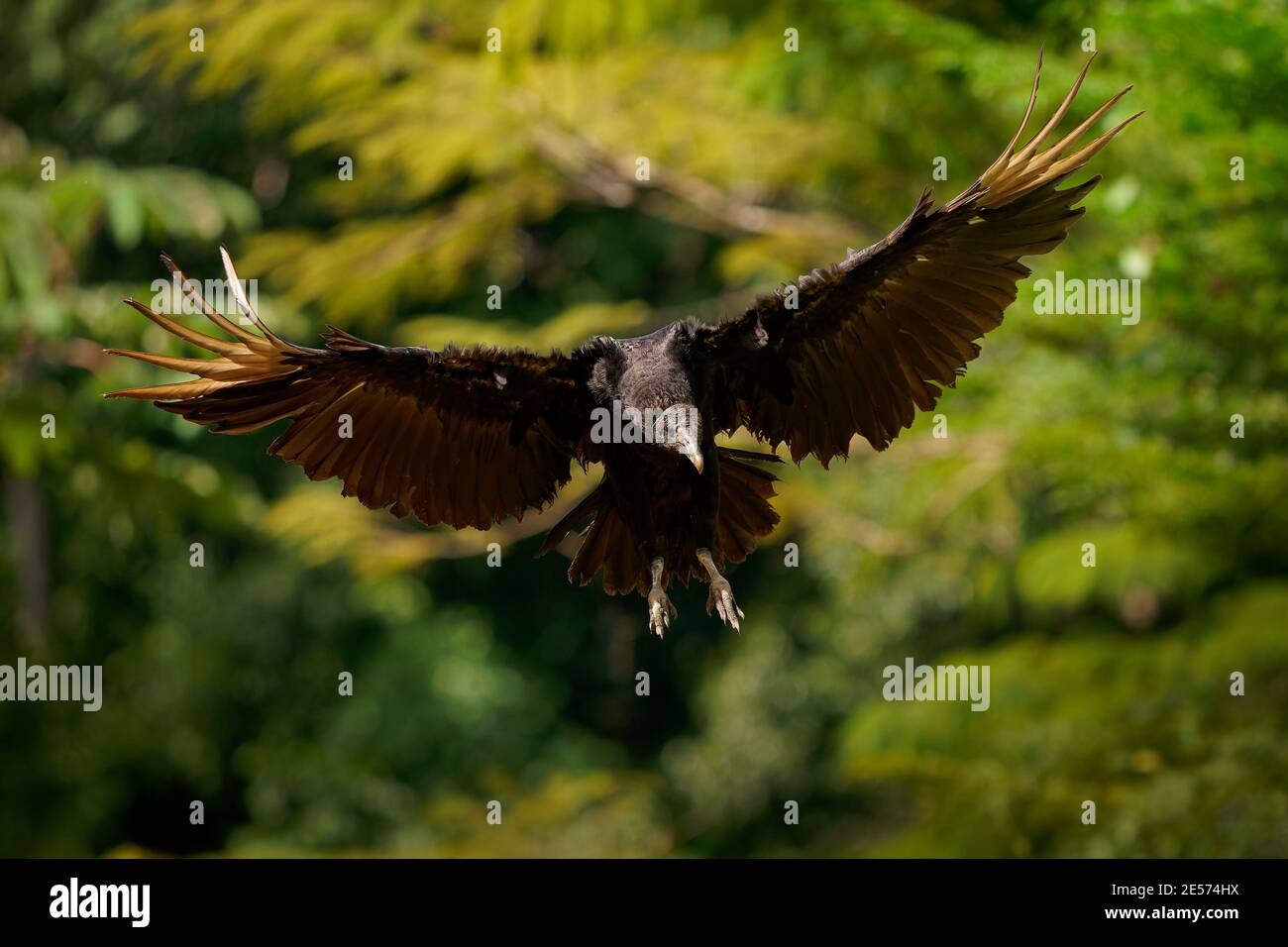Avvoltoio nero - Coragyps atratus o avvoltoio nero americano, uccello nella famiglia del avvoltoio del nuovo mondo, dal sud-est degli Stati Uniti al Perù, Cile A. Foto Stock