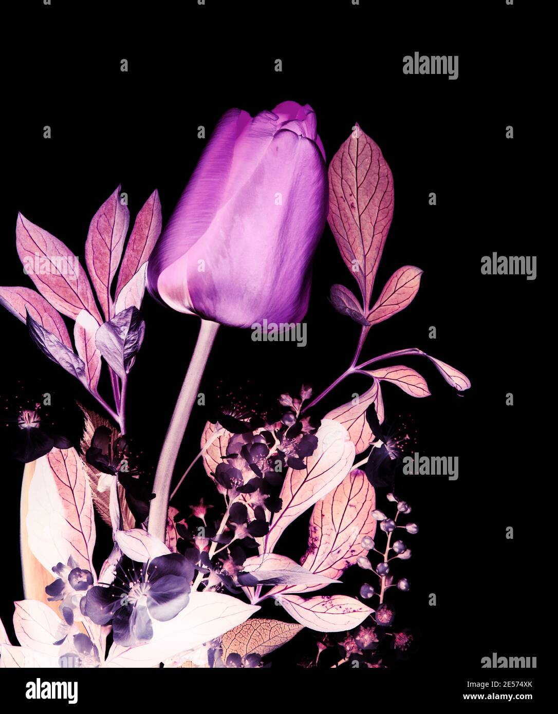 Felice banner da giorno femminile con foto di fiori primaverili bouquet di tulipano rosso, fiori di uccello-ciliegio invertiti, imitazione a raggi X. Foto Stock