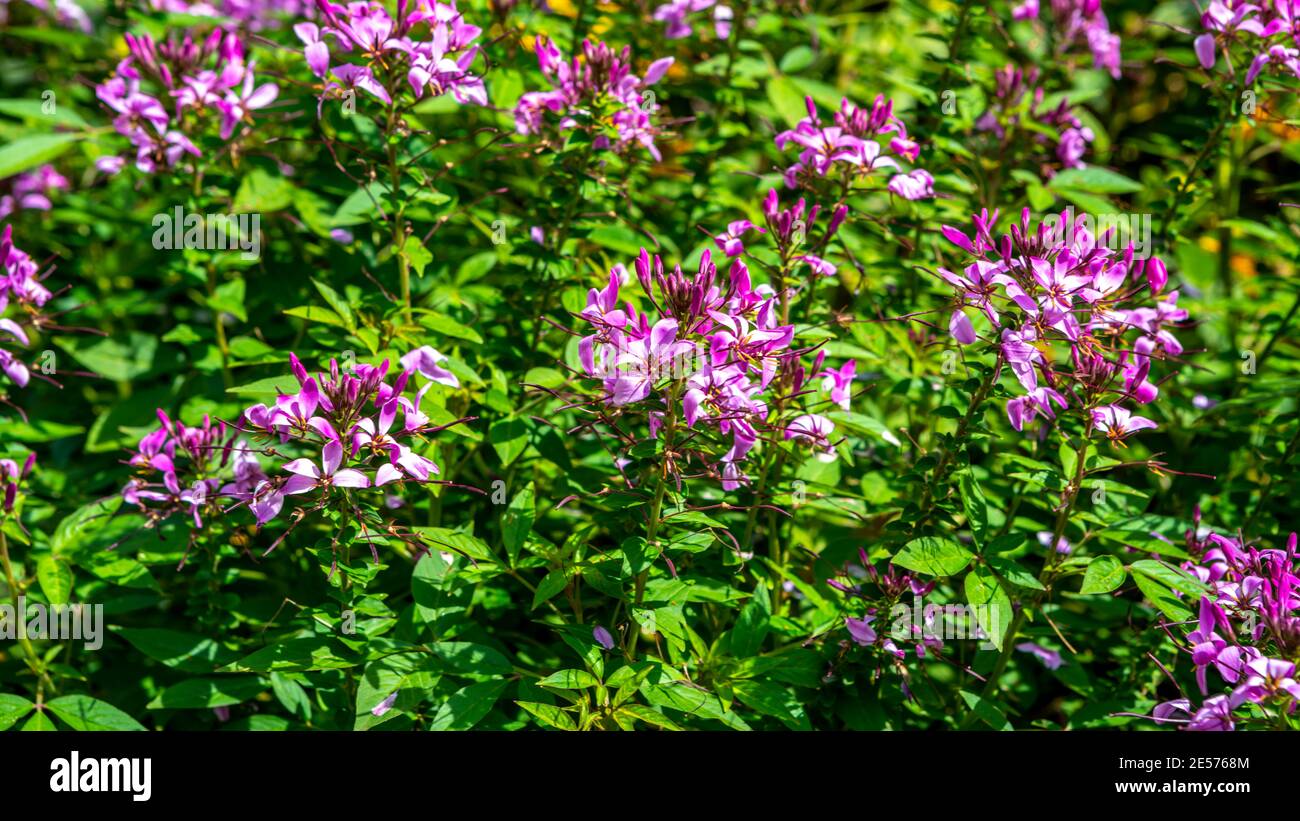 Un letto di fiori di ragno viola e rosa, Cleome Hassleriana, in un giardino australiano Foto Stock