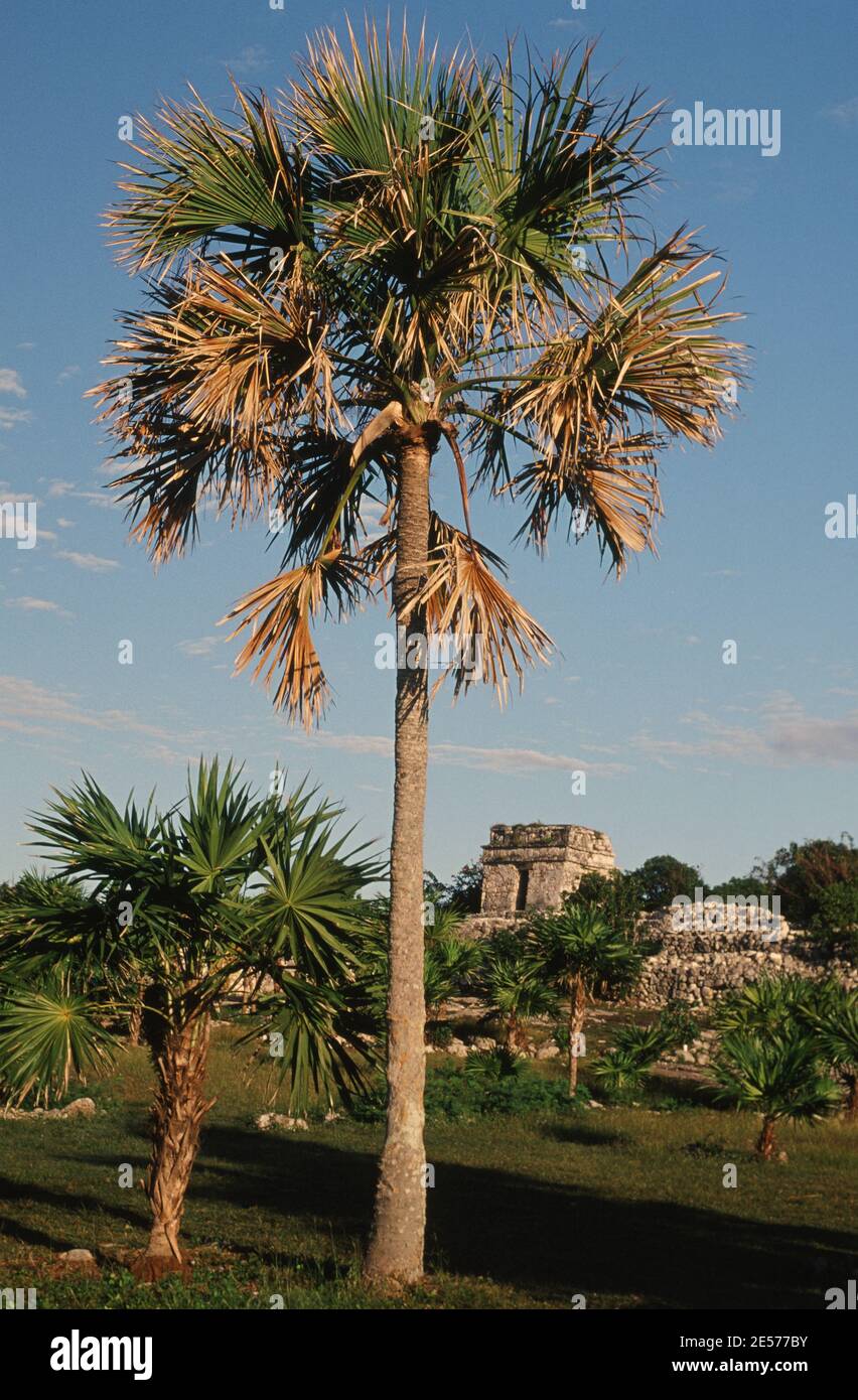 Tulum: Templo del Dios del Viento - Tempio del Dio del Vento Foto Stock