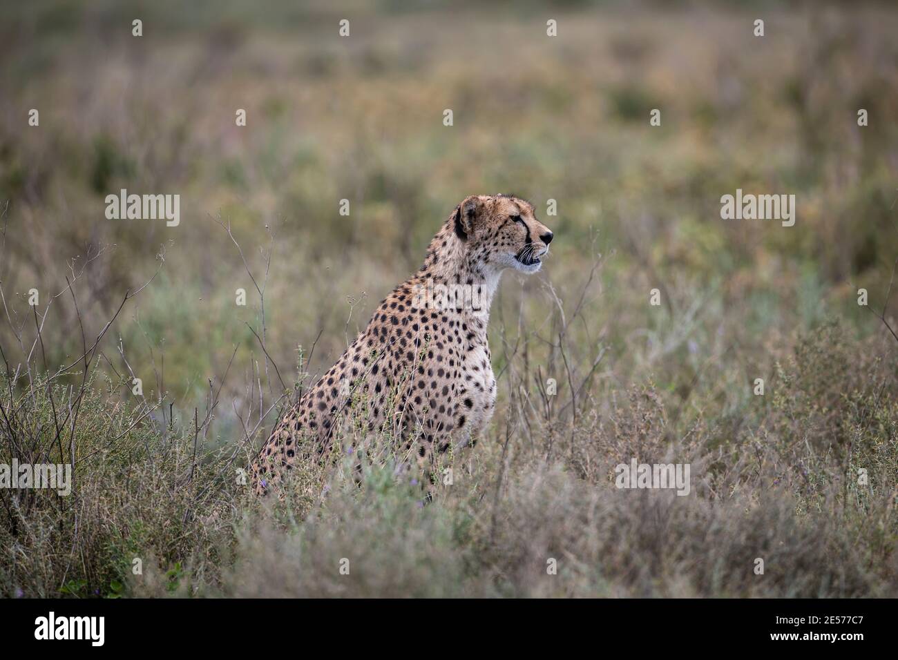 Un adulto allerta Cheetah Acinonyx jubatus semi-nascosto seduto in alte erbe sulle pianure di Ndutu in Tanzania, guardando attentamente per la preda Foto Stock