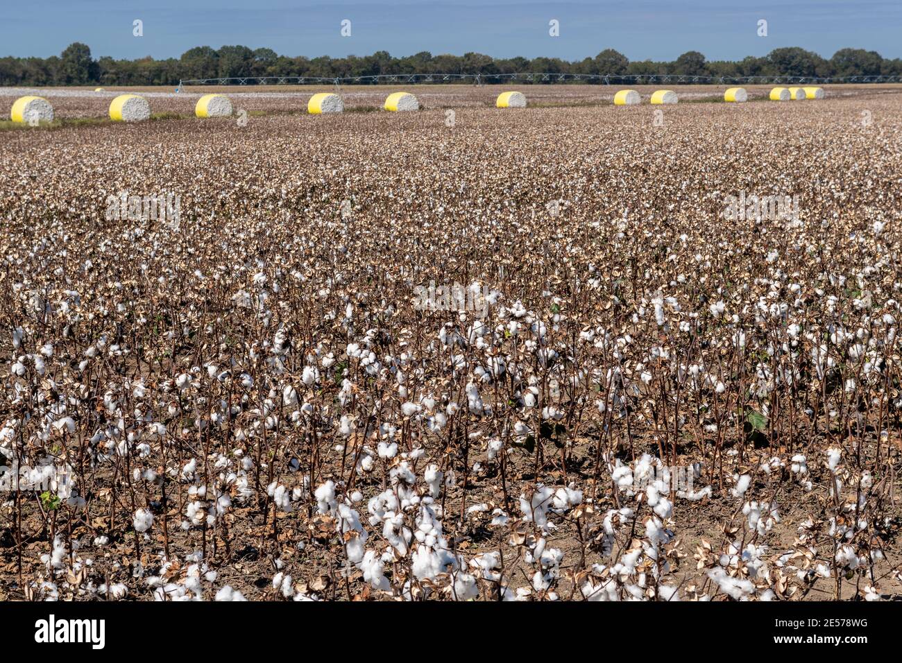 Campo di cotone del Mississippi e balle raccolte vicino a Macon, Mississippi. Foto Stock