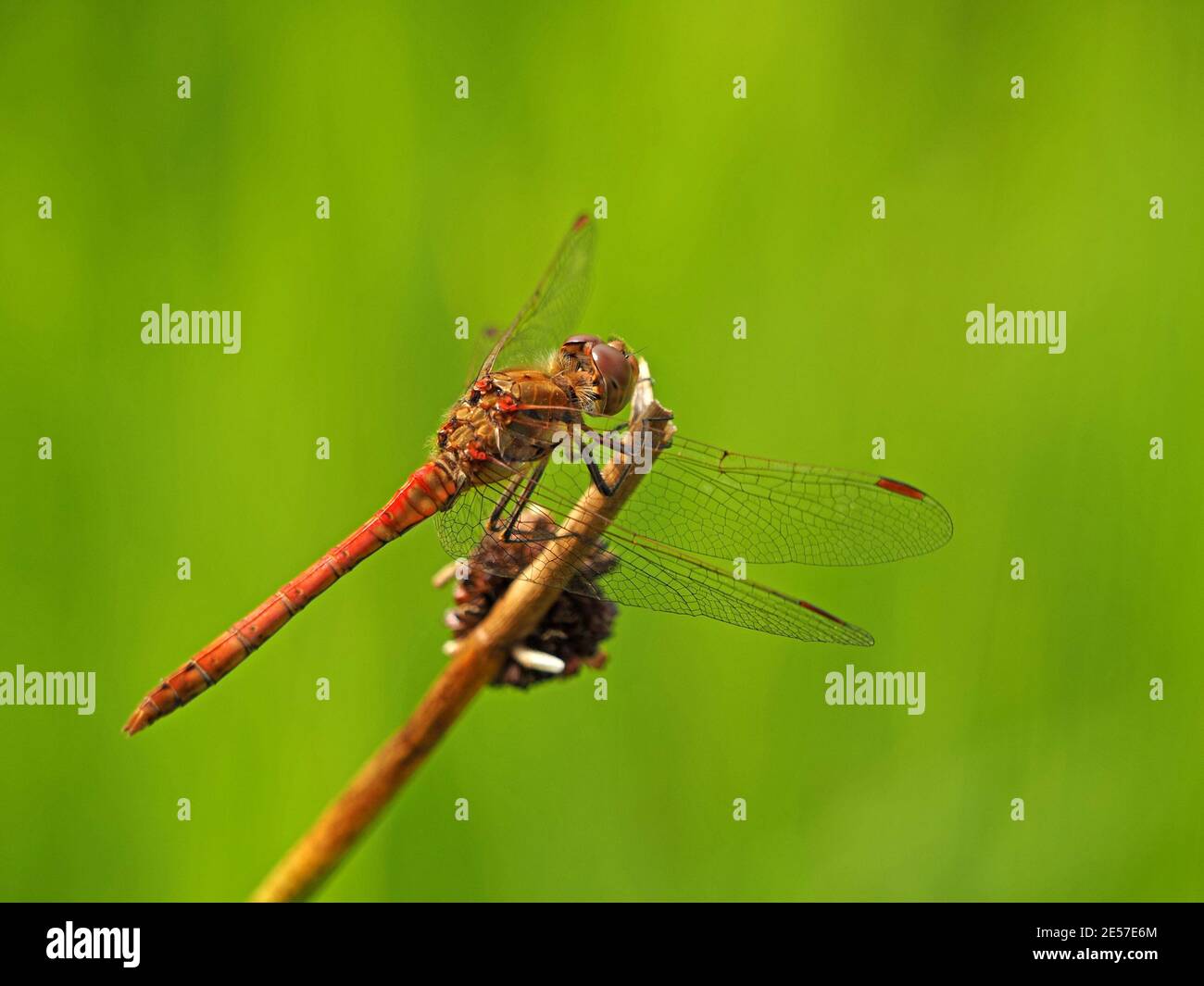 Dragonfly maschile comune Darter (Sympetrum striolatum) appollaiato sul gambo in sole estivo luminoso accanto allo stagno in Cumbria, Inghilterra, Regno Unito Foto Stock