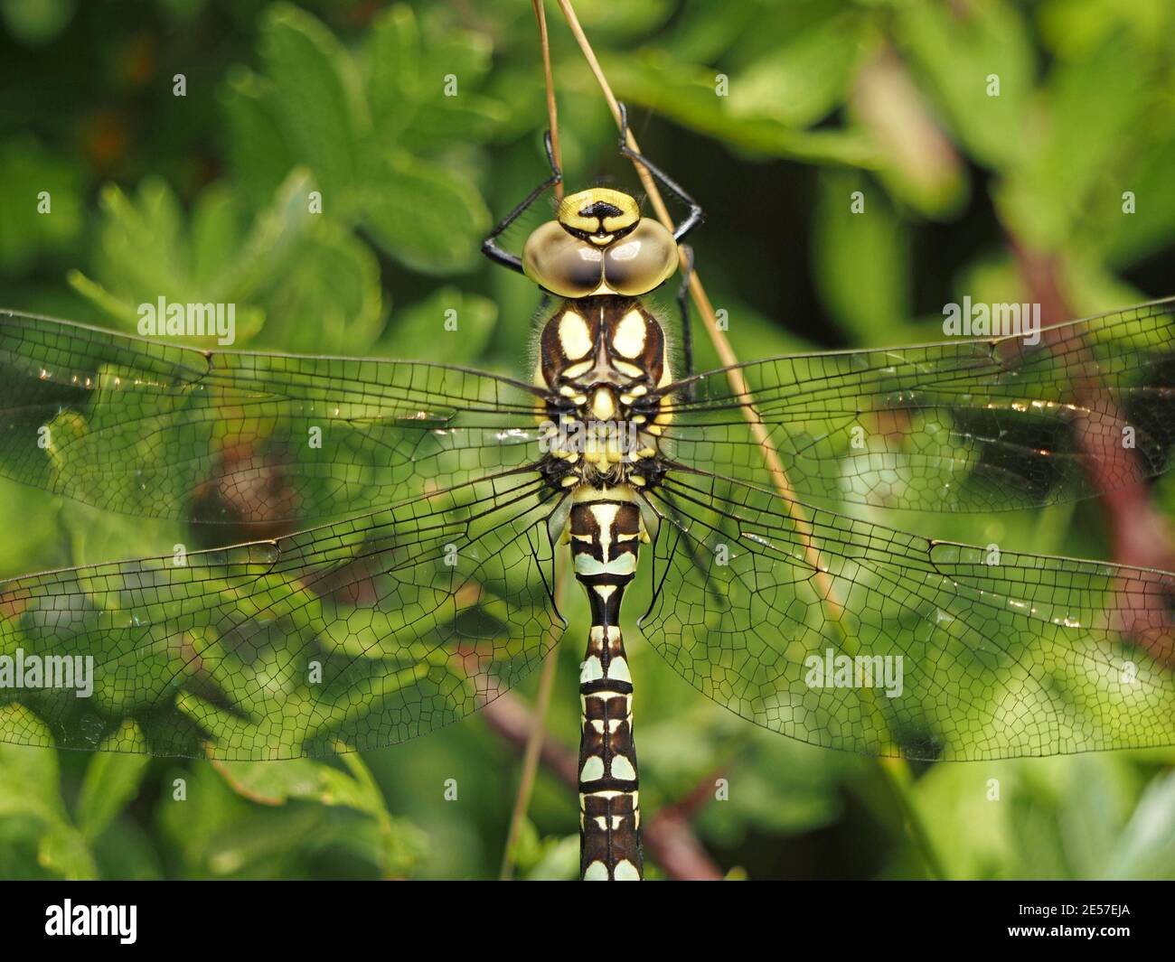 Ritratto in primo piano della libellula di falciatrice meridionale (Aeshna cyanea) Crogiolarsi sulle foglie di Hawthorn tree (Crataegus monogyna) in Cumbria, Inghilterra, Regno Unito Foto Stock
