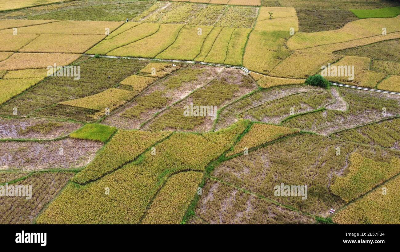 Drone su piantagione di riso di grano giallo e il resto del campo di raccolta. Agricoltura villaggio campagna fattoria strada orizzonte di traffico. Agricoltura naturale Foto Stock