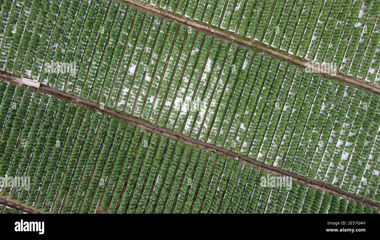 Campo piantagione di meloni all'aperto. Foto aerea, vista dall'alto Foto Stock