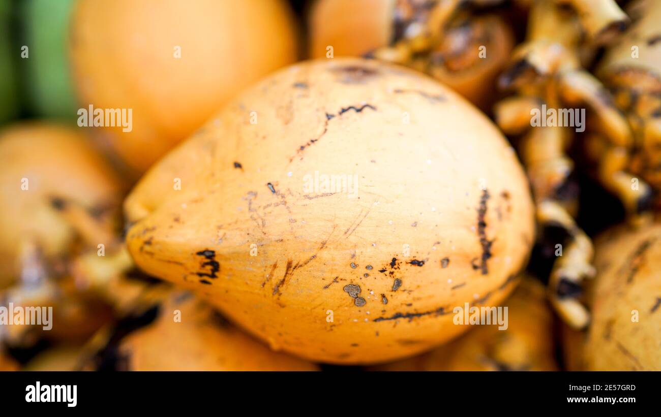 Primo piano su frutta di cocco dorata sul mercato, l'isola di Hainan, la Cina, cocco tropicale maturo Foto Stock