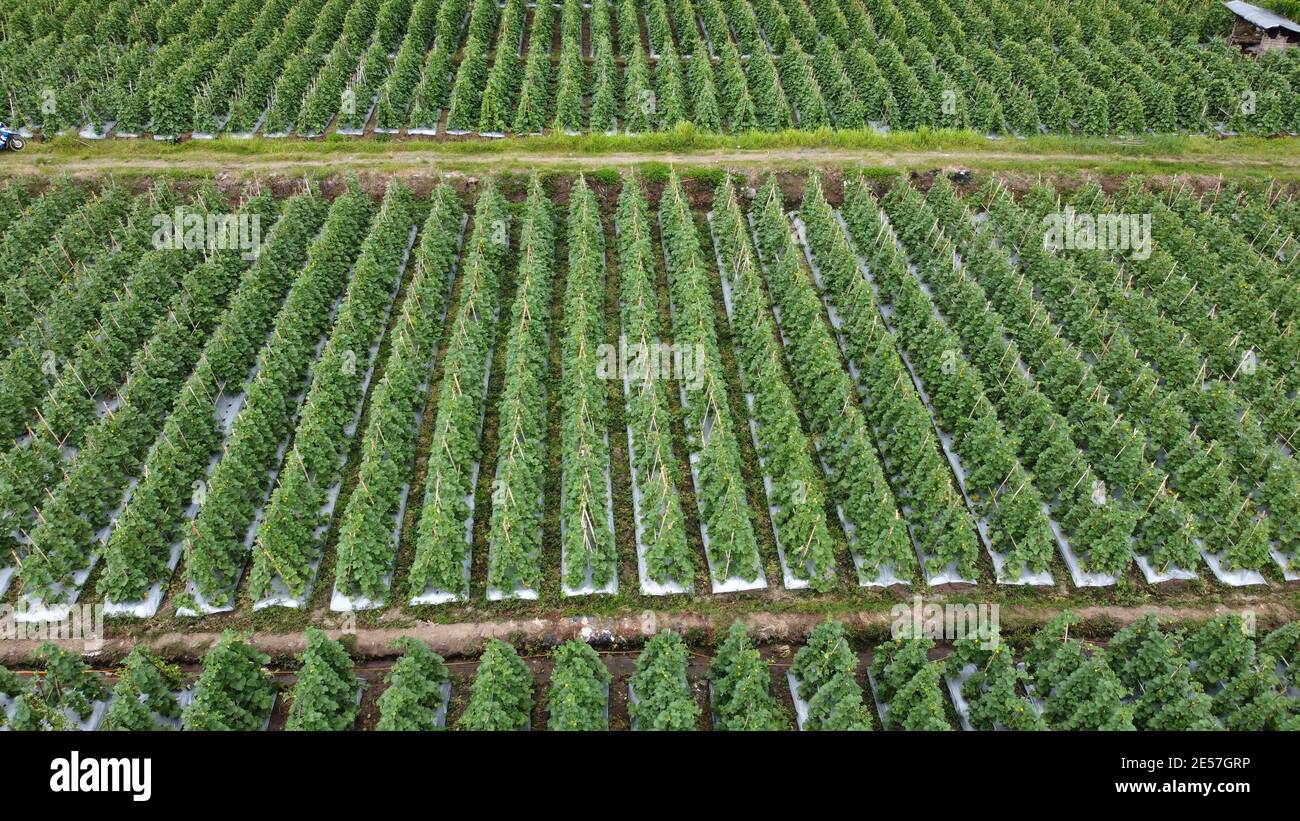Campo piantagione di meloni all'aperto. Foto aerea, vista dall'alto Foto Stock