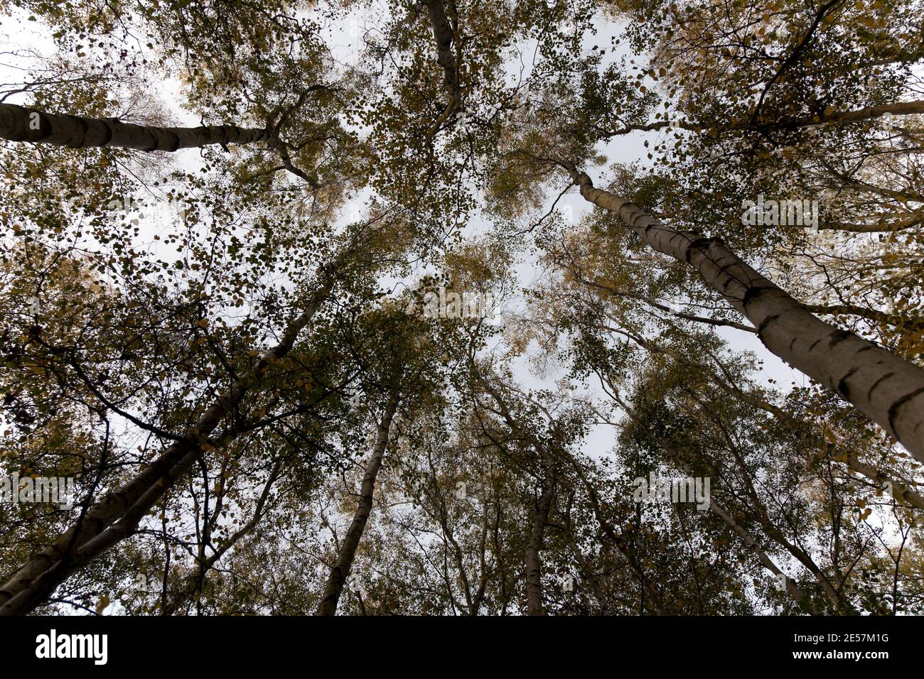 Un cielo autunnale blu pallido sopra un baldacchino in legno di betulla; corone alberate gialle e arancioni su sottili alberi di betulla, quercia e frassino affollano l'interno del bosco Foto Stock