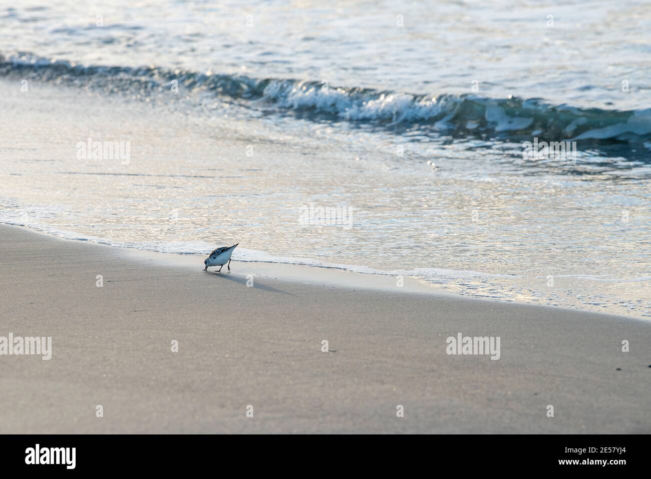 Sanderling (Calidris alba) uccello all'alba, tuffando il suo becco nella sabbia a caso, consumando tutto ciò che trova. Foto Stock