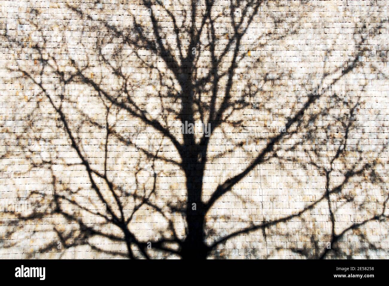 Ombra di albero sul muro Foto Stock