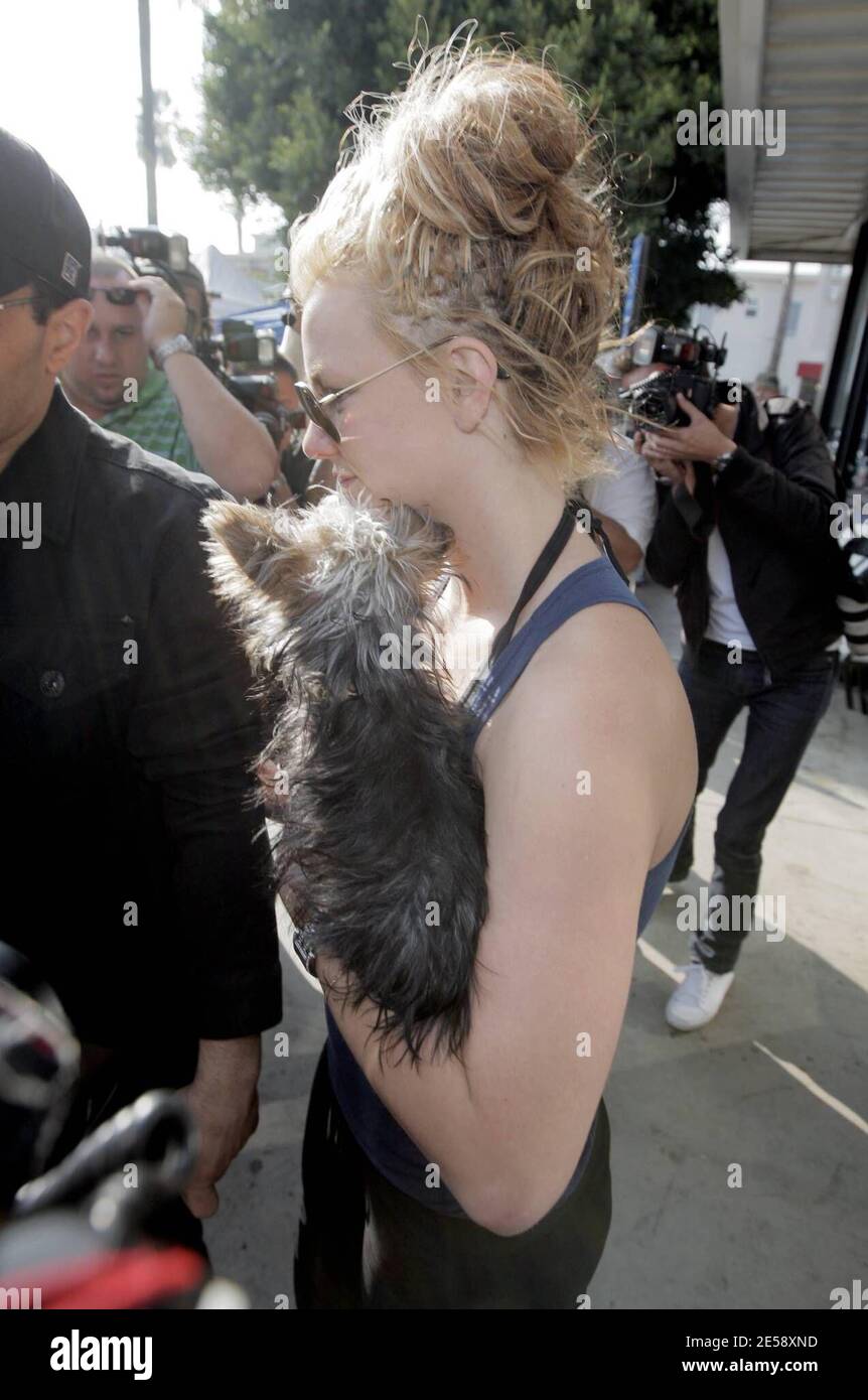 Britney Spears fa una visita a Petco con il suo simpatico cucciolo di Yorkshire Terrier Londra. E 'stato riferito che un giudice ha chiesto a Britney di non guidare con i suoi bambini in auto, ma credo che un piccolo amico furry non conta. Los Angeles, California. 11/17/07. [[xxx aab]] Foto Stock