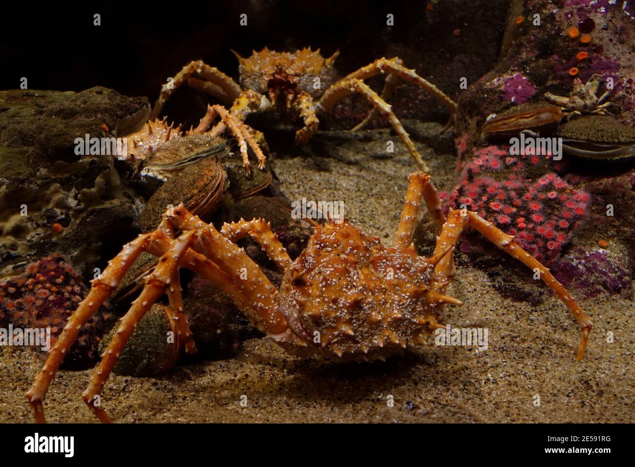 Granchi di re spinosi (Paralithodes rathbuni) con capesante e anemone di mare presso l'Acquario di Monterey Bay. Foto Stock