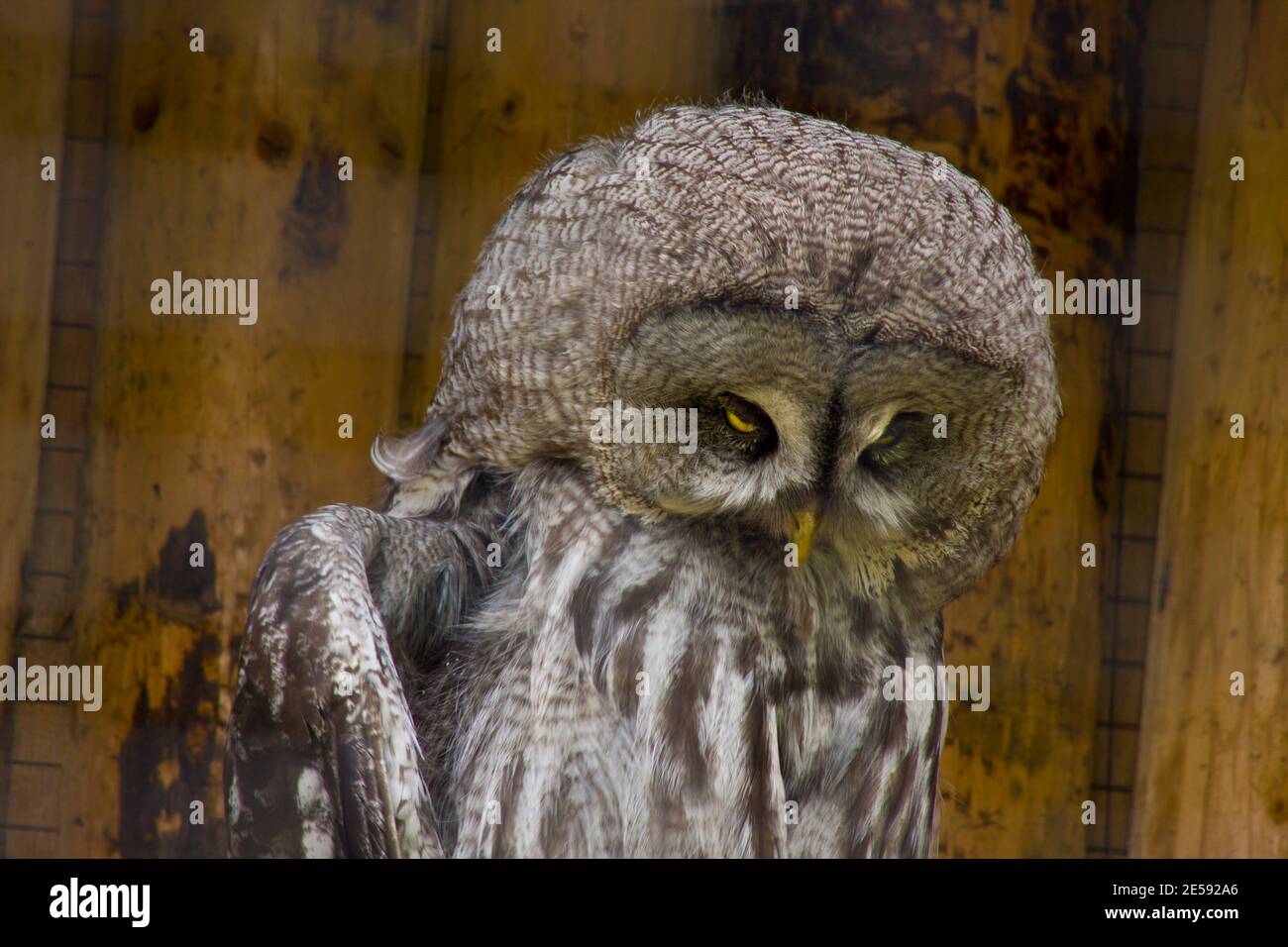 Un gufo che guarda molto male, natura, pazzo, sinistro e arrabbiato. Sith, sei in difficoltà Foto Stock