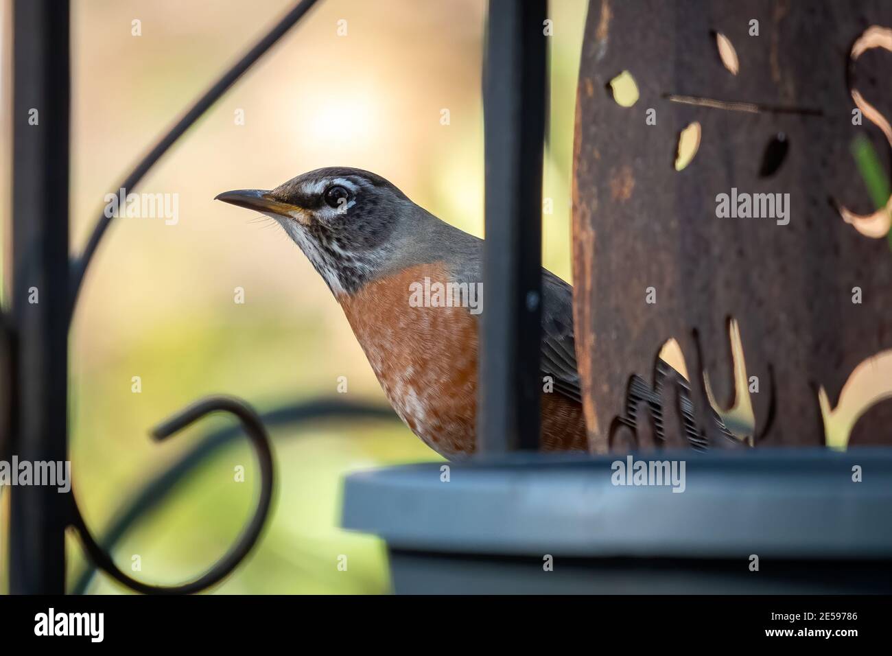 Una femmina americana Robin (Turdus migratorius) sbirce da dietro un vaso di fiori, alla ricerca di qualcosa di yummy. Raleigh, Carolina del Nord. Foto Stock