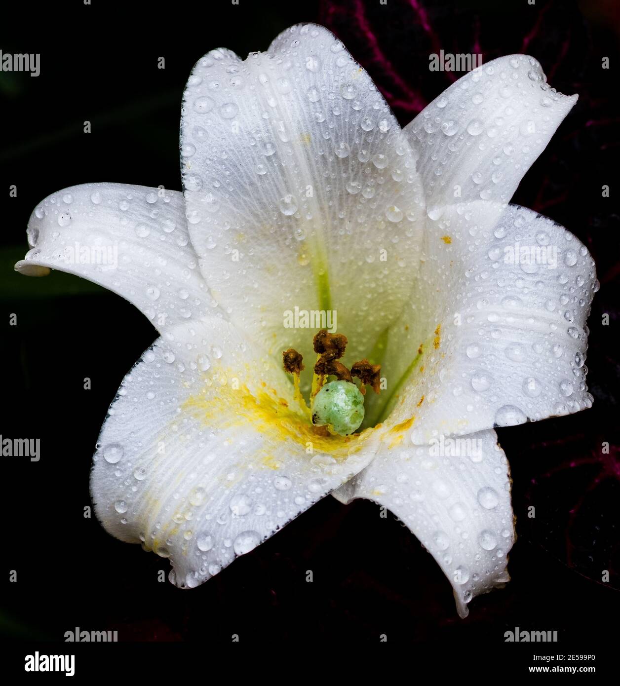 Fiore del giglio pasquale Lilium longiflorum Foto Stock