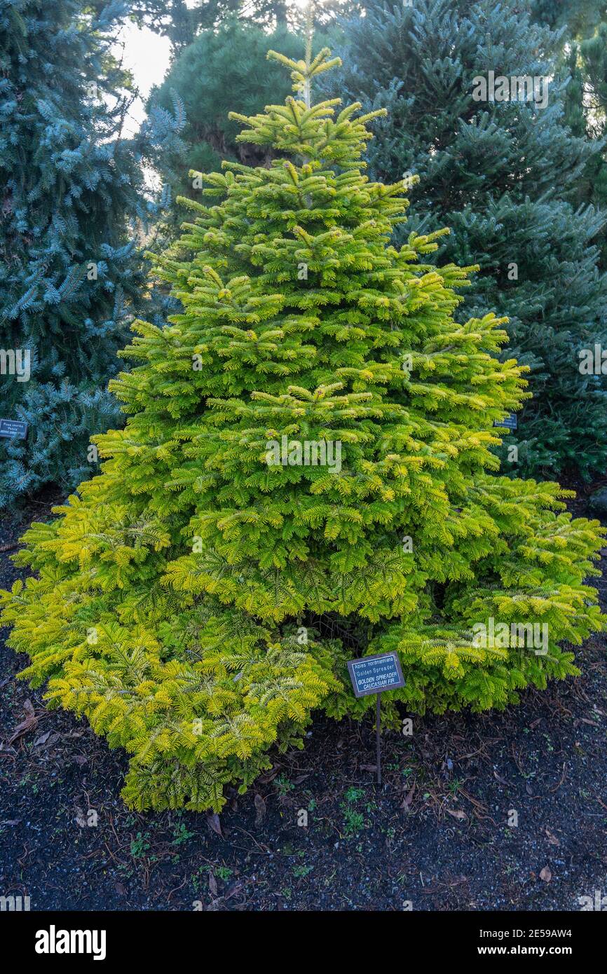 L'abete Nordmann (Abies Nordmanniana) è un abete autoctono delle montagne a sud e ad est del Mar Nero, in Turchia, Georgia e nel Caucaso russo. Foto Stock