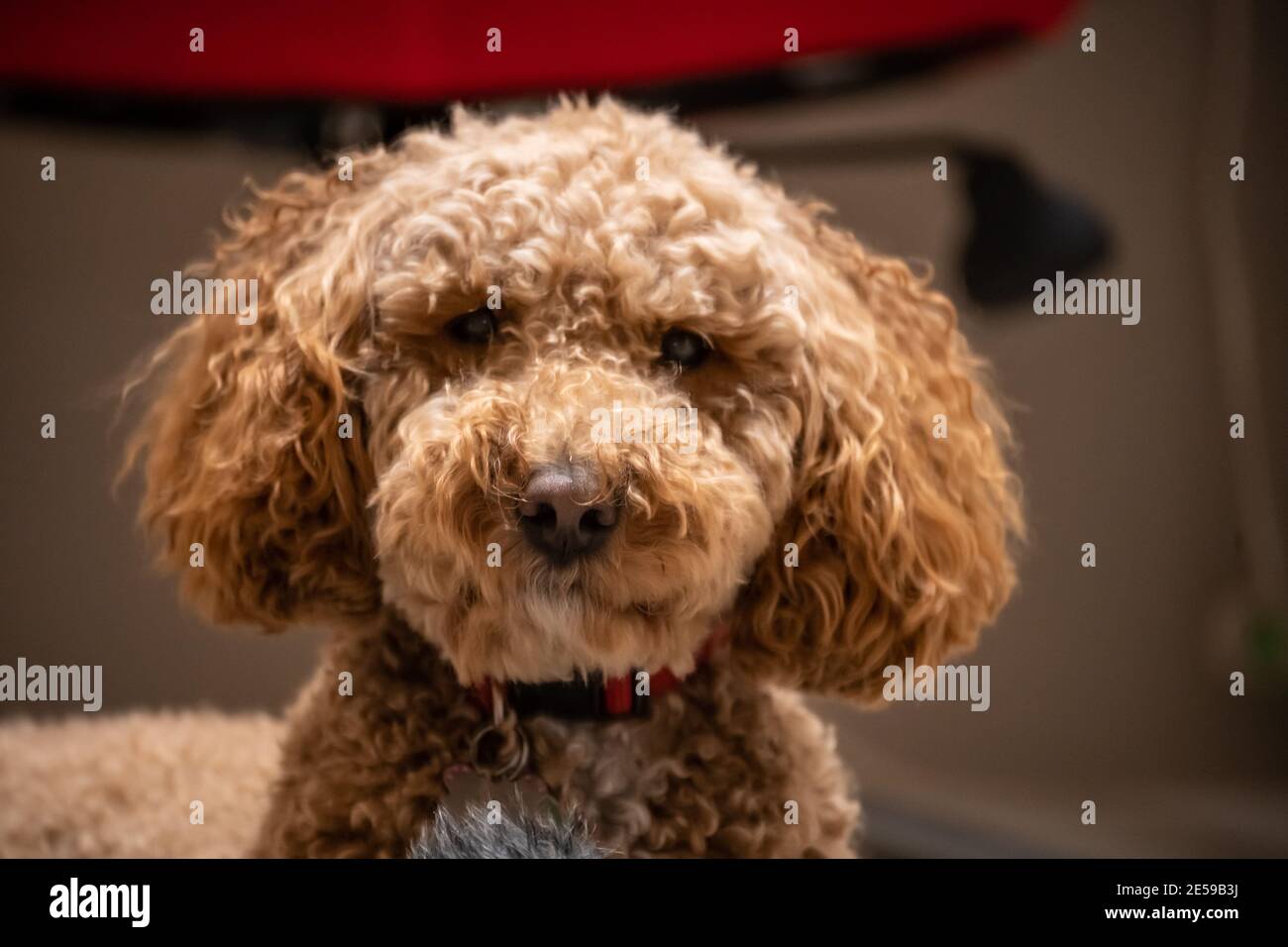 L'australiano Labradoodle è un mix tra Labrador Retriever, Poodle e Cocker Spaniel. Foto Stock