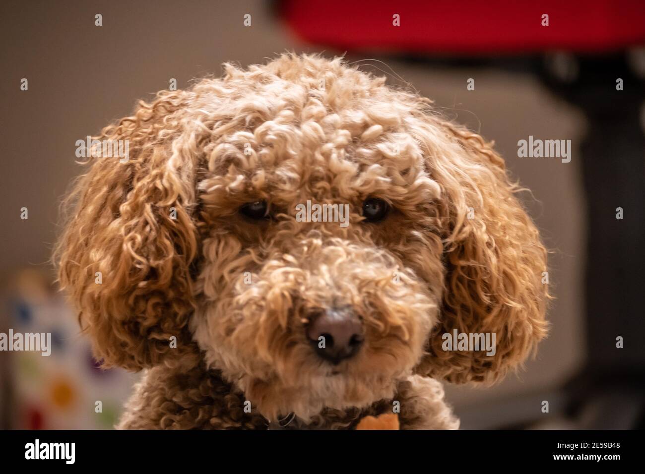 L'australiano Labradoodle è un mix tra Labrador Retriever, Poodle e Cocker Spaniel. Foto Stock