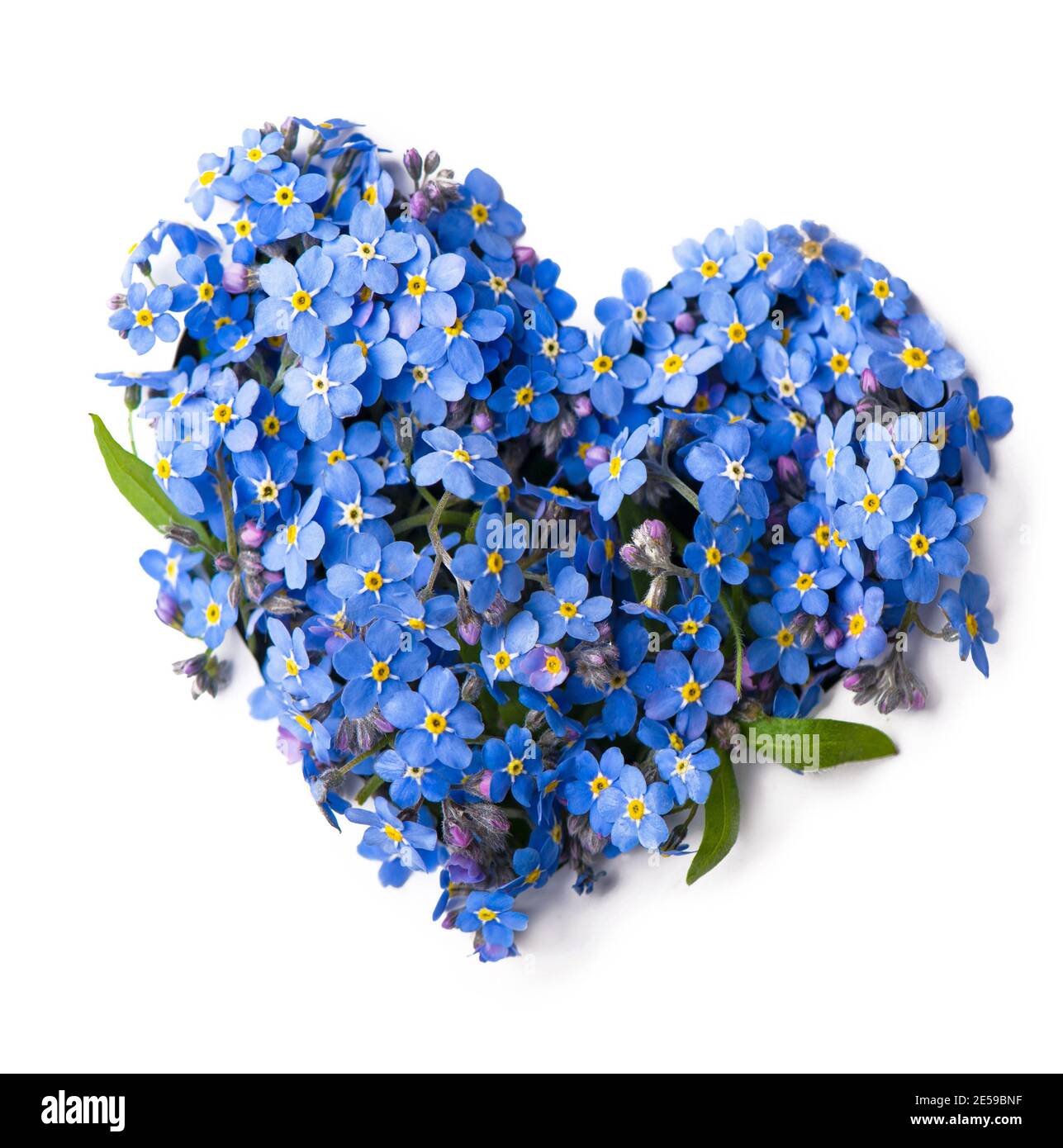 Non dimenticate di me, fiori piccoli a forma di cuore, isolati su bianco Foto Stock