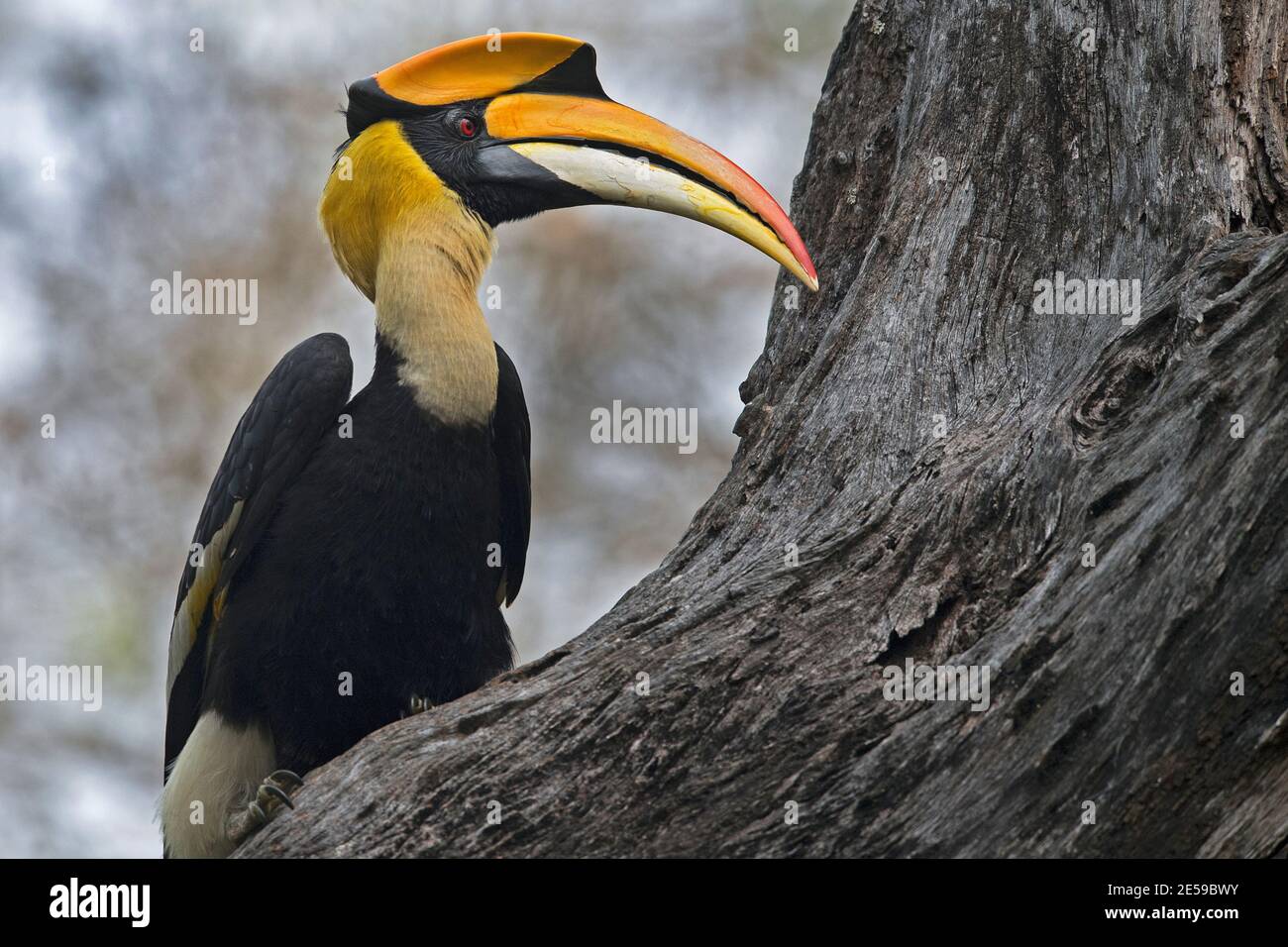 L'immagine della grande hornbill (Buceros bicornis) è stata presa a Kaziranga, Asam, India Foto Stock