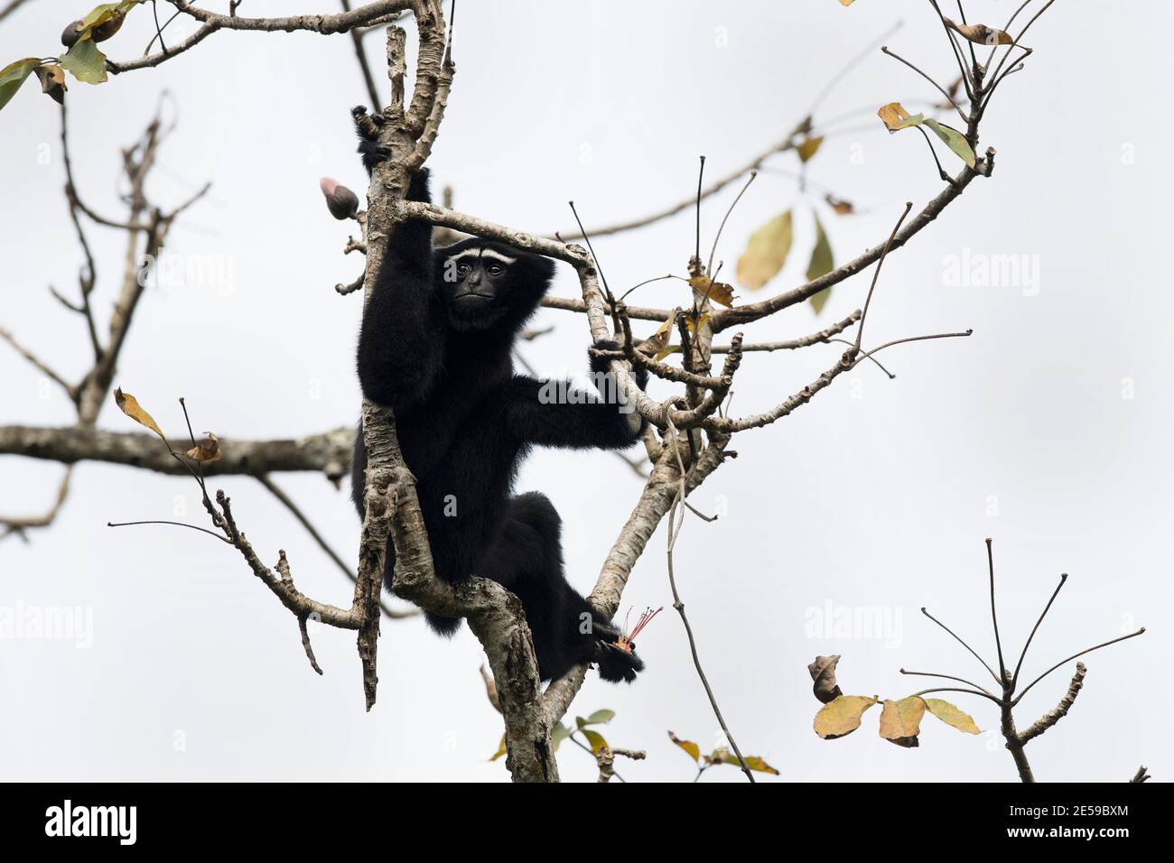 L'immagine del gibbone di Hooklock (Hooklock Hooklock) è stata scattata nel Santuario di Gibbon Assam, India, Asia Foto Stock