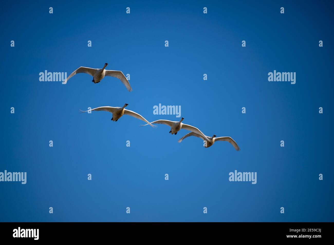 Il cigno trombettista (Cygnus buccinator) è una specie di cigno che si trova in Nord America. L'uccello vivente più pesante nativo del Nord America, è anche il grande Foto Stock