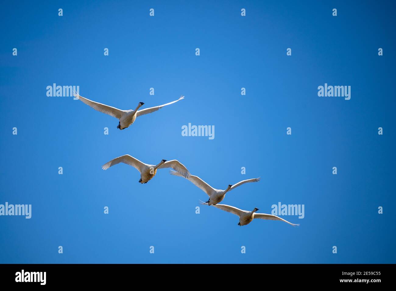 Il cigno trombettista (Cygnus buccinator) è una specie di cigno che si trova in Nord America. L'uccello vivente più pesante nativo del Nord America, è anche il grande Foto Stock