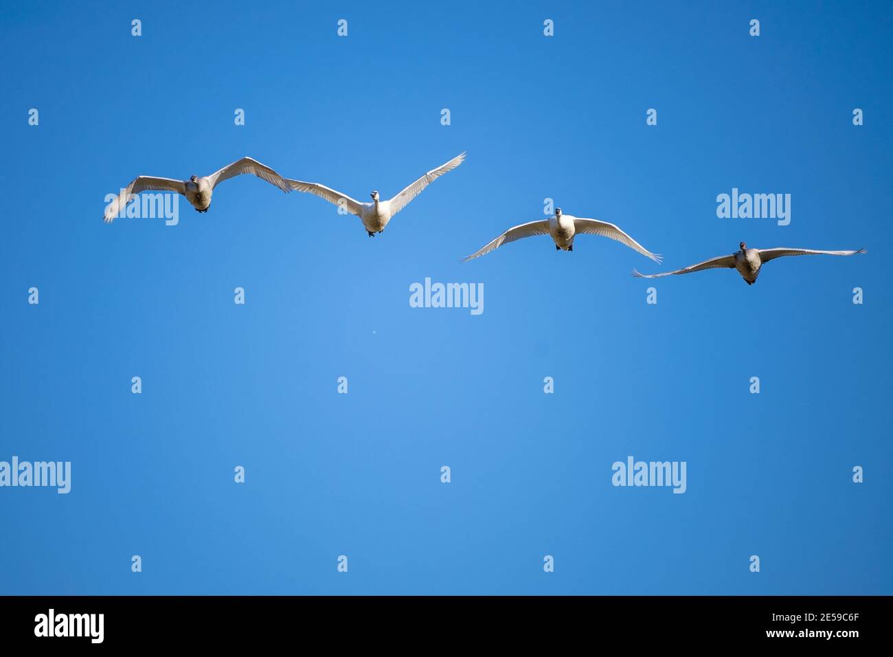 Il cigno trombettista (Cygnus buccinator) è una specie di cigno che si trova in Nord America. L'uccello vivente più pesante nativo del Nord America, è anche il grande Foto Stock