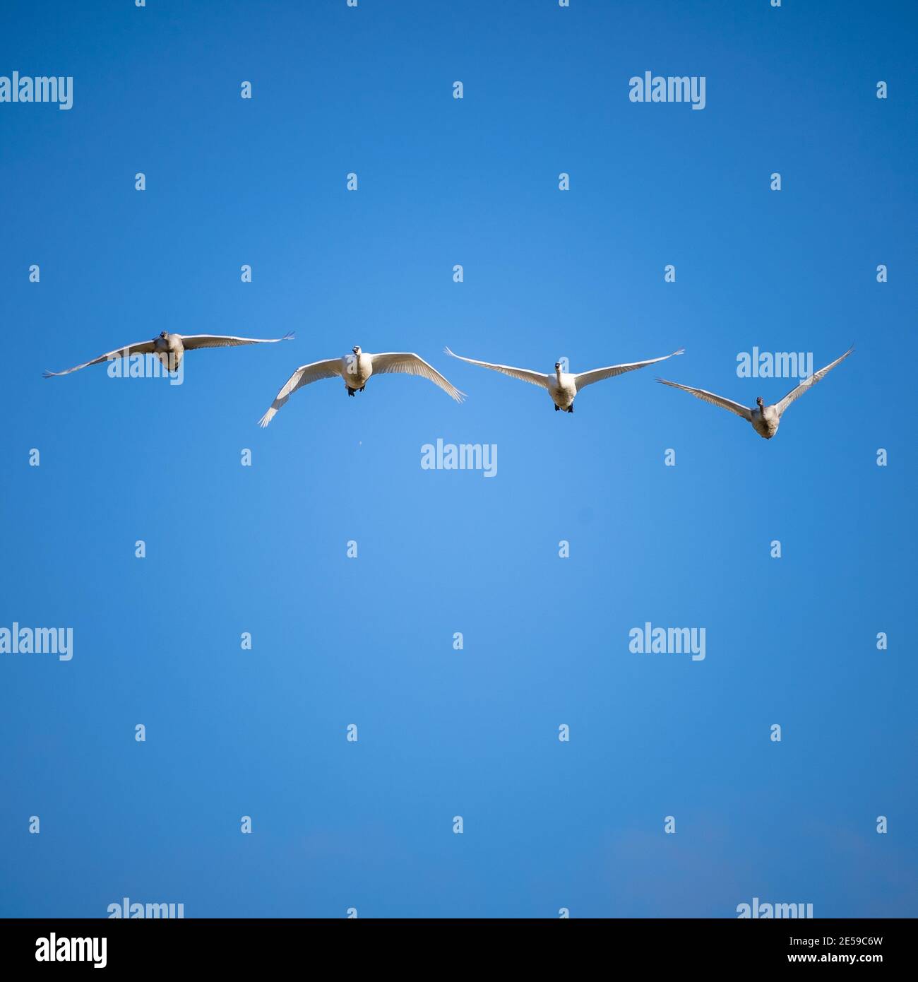 Il cigno trombettista (Cygnus buccinator) è una specie di cigno che si trova in Nord America. L'uccello vivente più pesante nativo del Nord America, è anche il grande Foto Stock