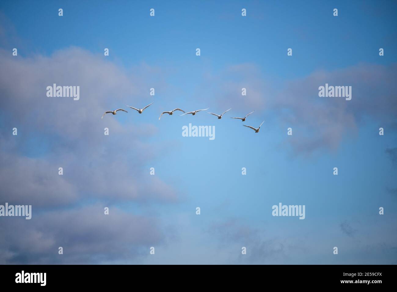 Il cigno trombettista (Cygnus buccinator) è una specie di cigno che si trova in Nord America. L'uccello vivente più pesante nativo del Nord America, è anche il grande Foto Stock
