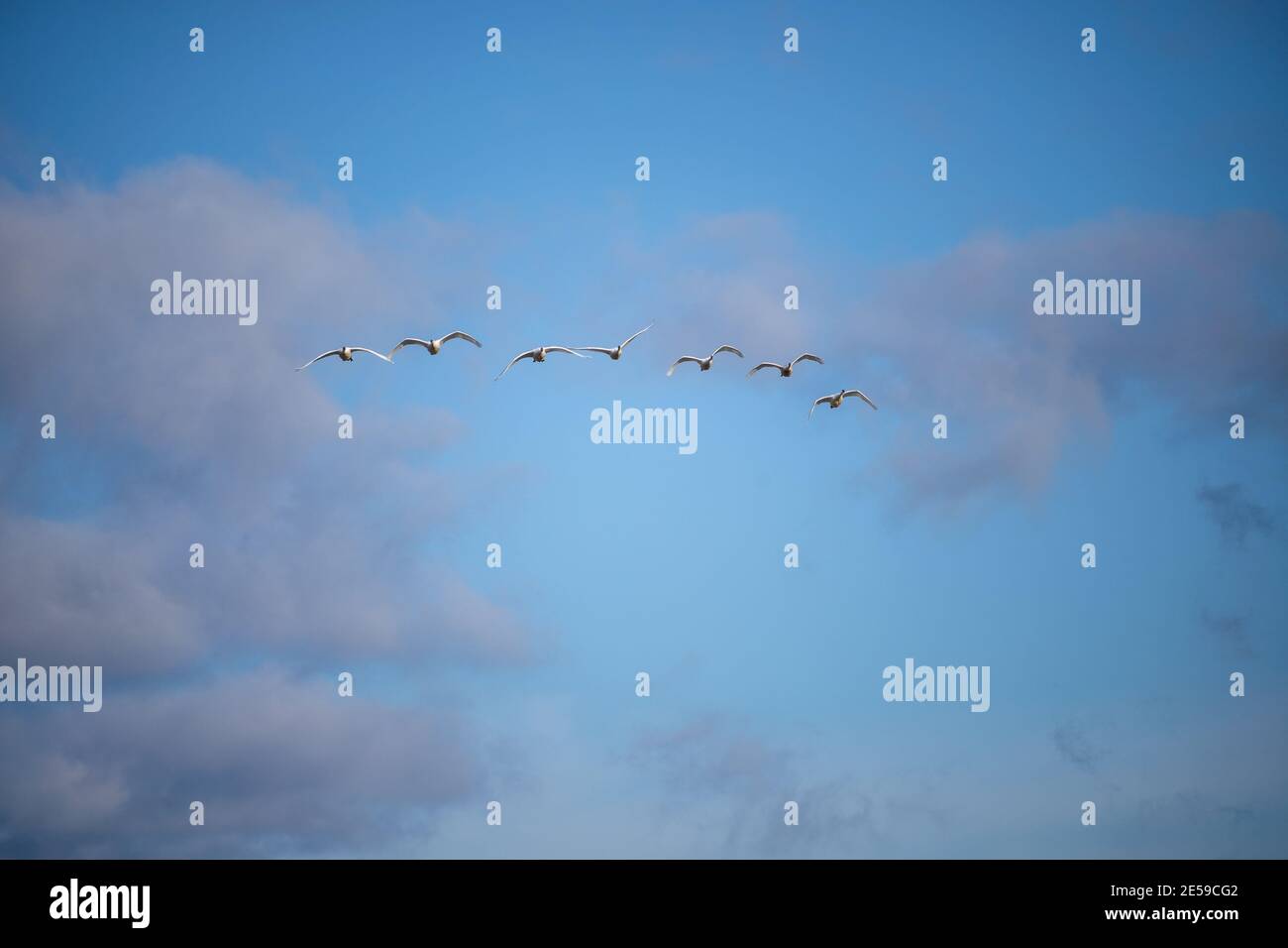 Il cigno trombettista (Cygnus buccinator) è una specie di cigno che si trova in Nord America. L'uccello vivente più pesante nativo del Nord America, è anche il grande Foto Stock