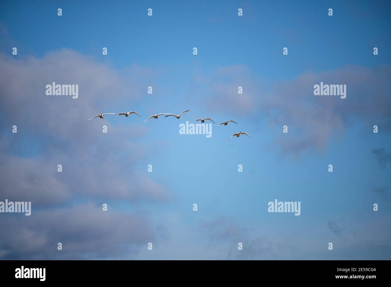 Il cigno trombettista (Cygnus buccinator) è una specie di cigno che si trova in Nord America. L'uccello vivente più pesante nativo del Nord America, è anche il grande Foto Stock