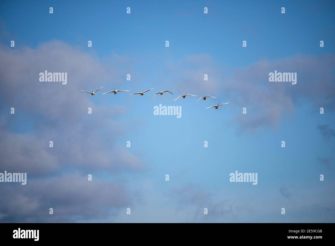 Il cigno trombettista (Cygnus buccinator) è una specie di cigno che si trova in Nord America. L'uccello vivente più pesante nativo del Nord America, è anche il grande Foto Stock