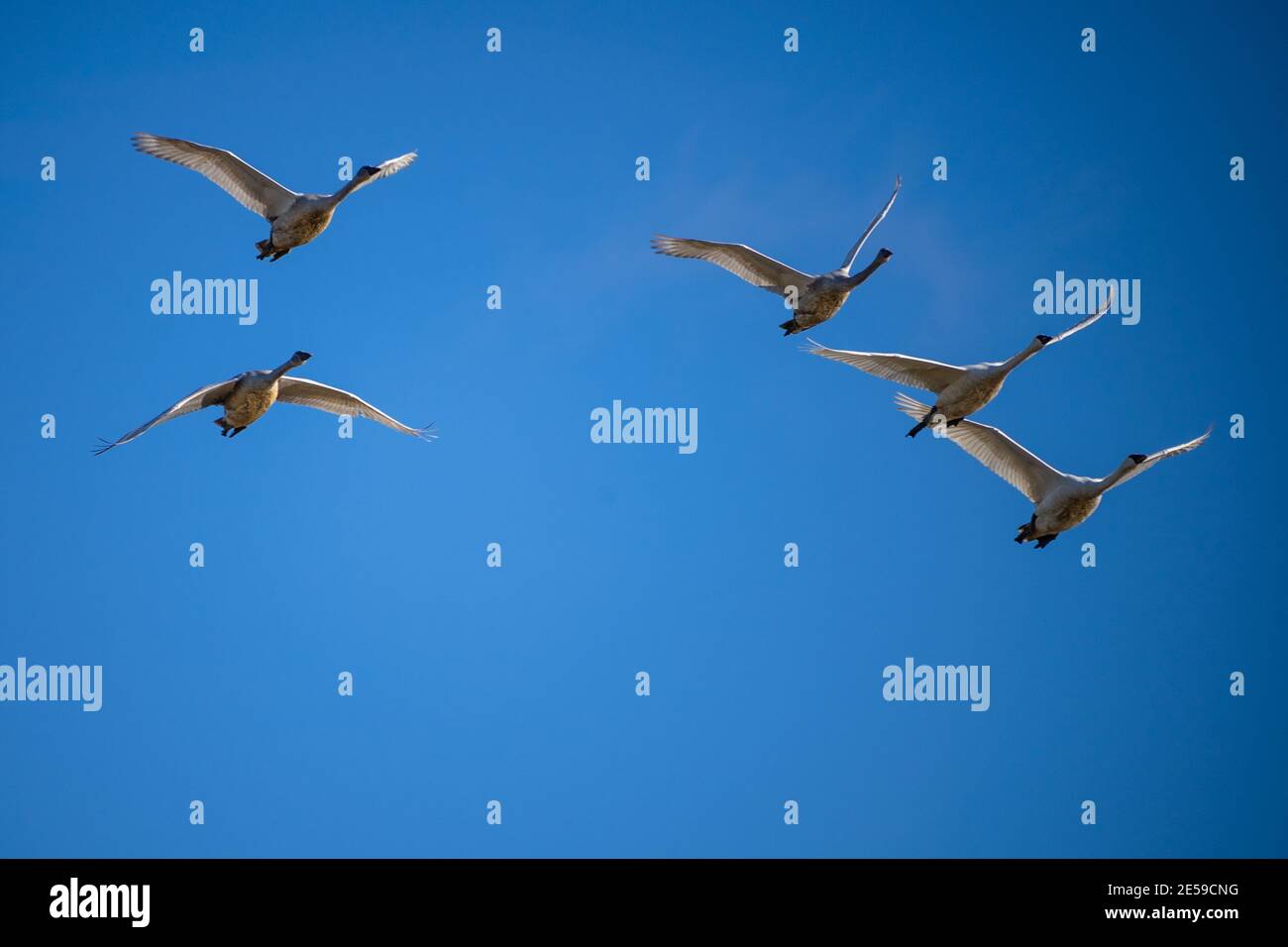 Il cigno trombettista (Cygnus buccinator) è una specie di cigno che si trova in Nord America. L'uccello vivente più pesante nativo del Nord America, è anche il grande Foto Stock