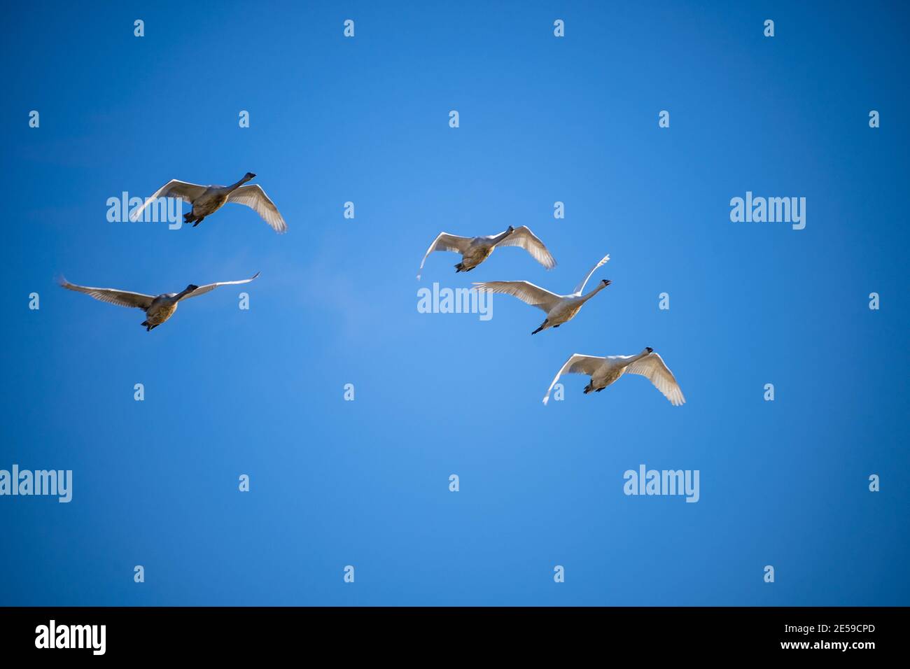 Il cigno trombettista (Cygnus buccinator) è una specie di cigno che si trova in Nord America. L'uccello vivente più pesante nativo del Nord America, è anche il grande Foto Stock