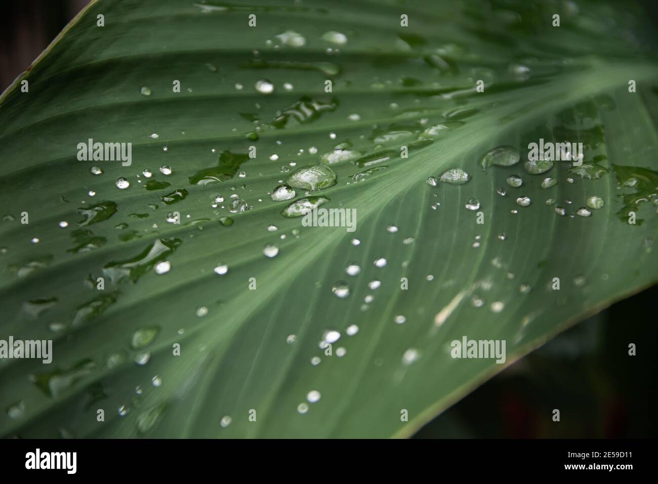 Acqua piovana trasparente su una foglia verde di una pianta di canna. Primo piano foto. Dopo pioggia intensa, fiori e foglie acquisiscono la loro bellezza naturale. Foto Stock